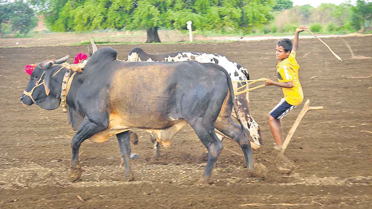 సాగు విస్తీర్ణంలో సగం పత్తే