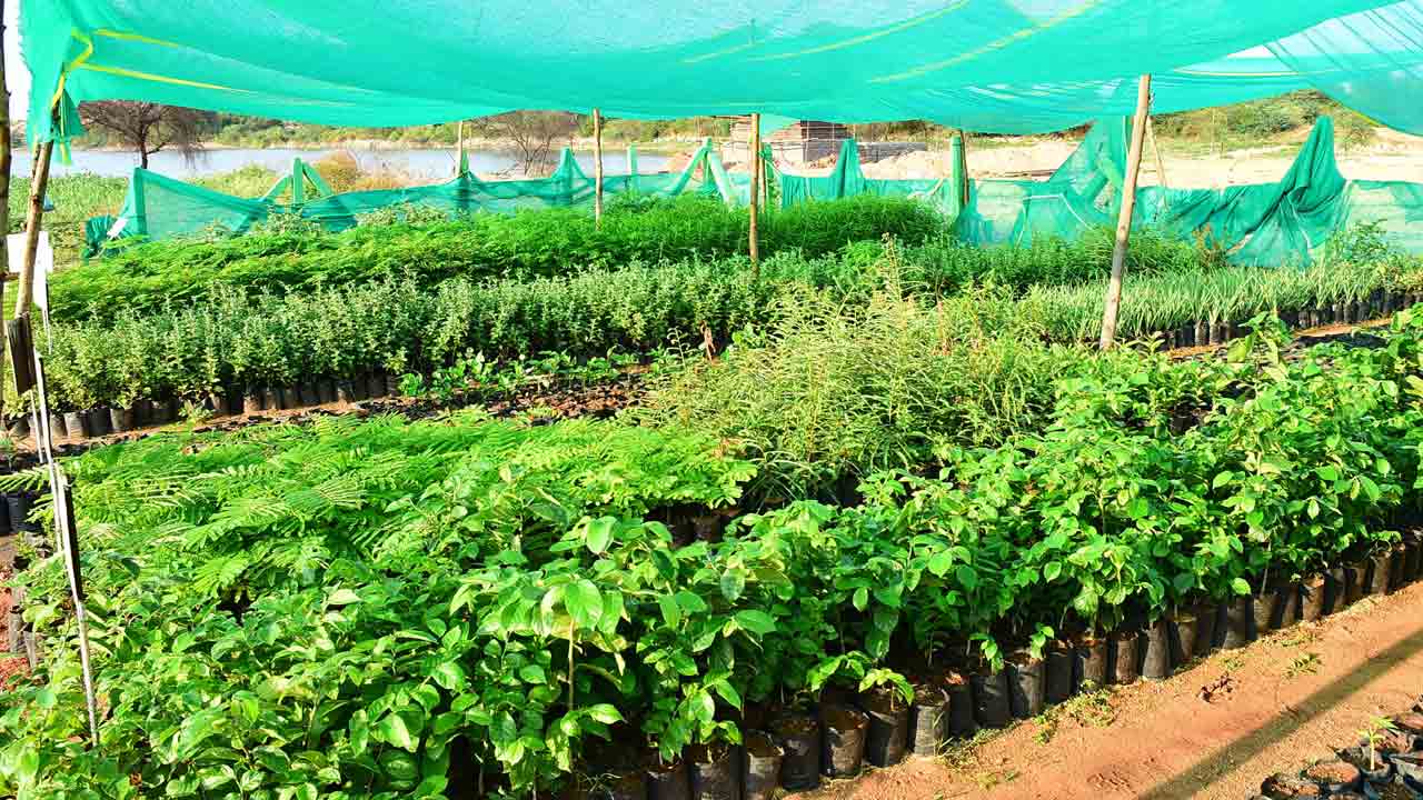 పుడమి తల్లికి పచ్చలహారం