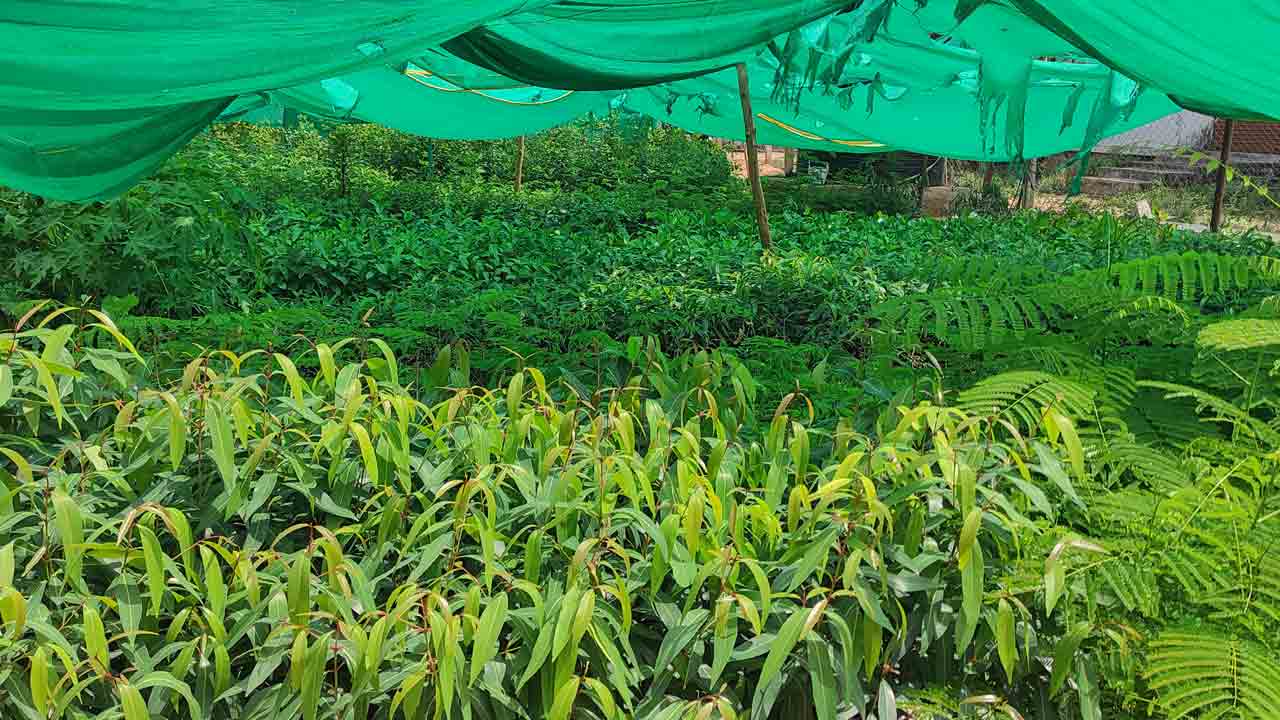 హరితహారానికి 2.40 లక్షల మొక్కలు