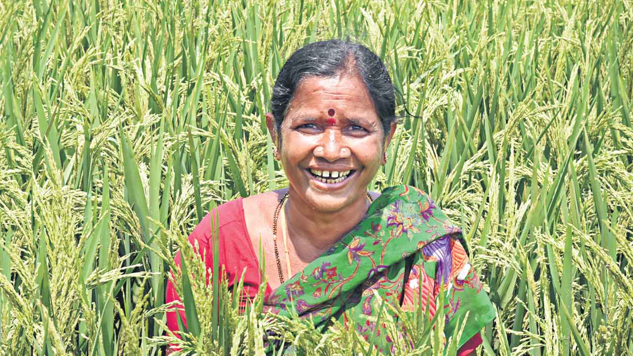 పెరిగిన వ్యవసాయం