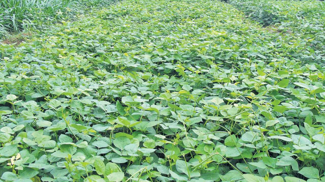 పచ్చిరొట్ట..పంటకు పోషణ!