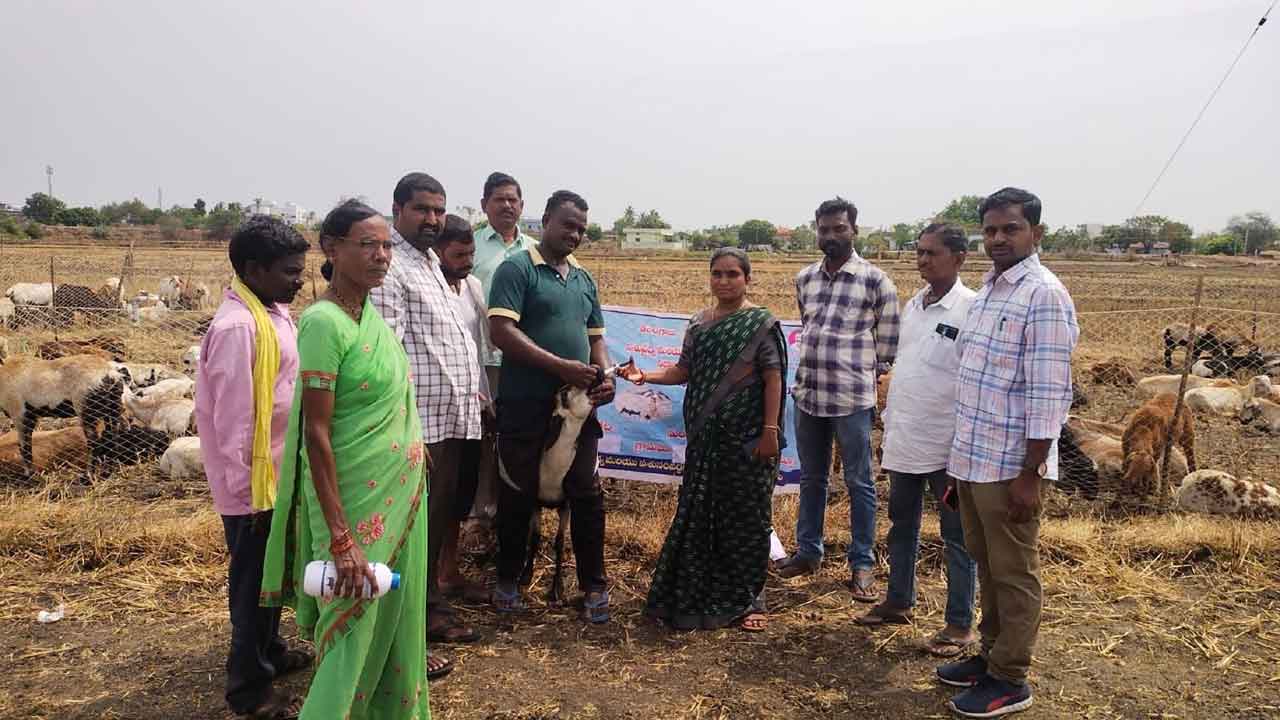 జీవాలకు నట్టల నివారణ మందు పంపిణీ