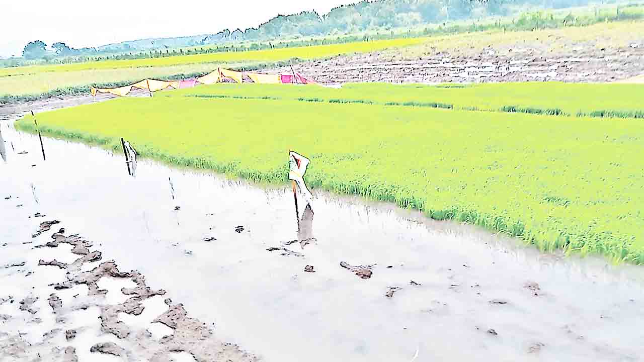 నారుమడిలో సస్యరక్షణే కీలకం