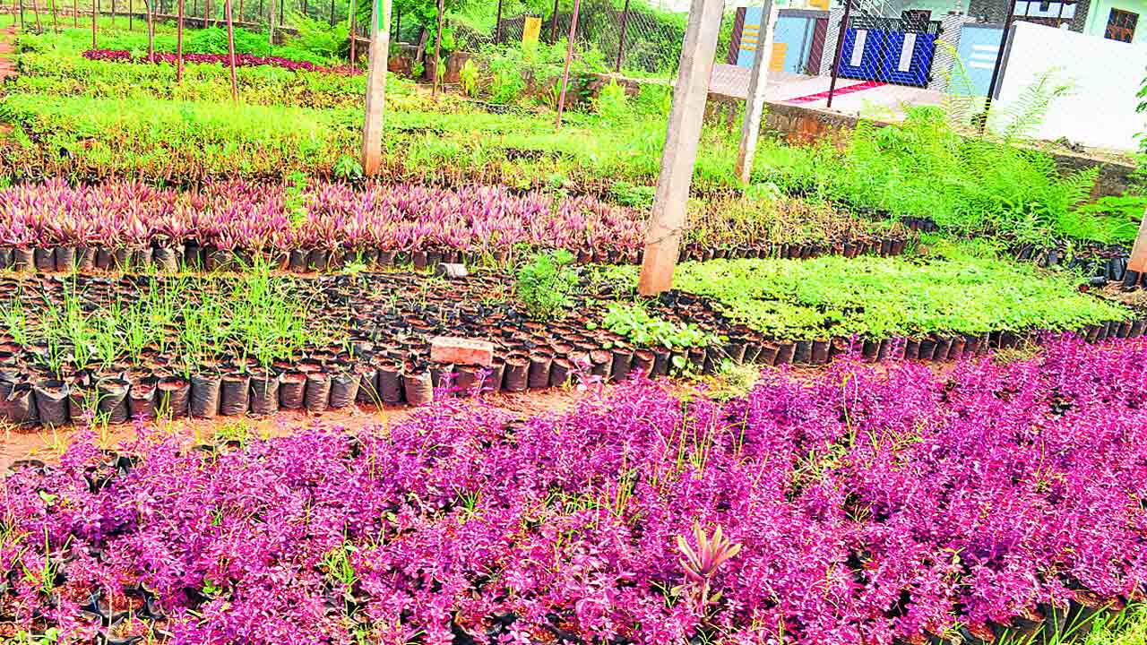 ఎనిమిదో విడుత హరితహారం టార్గెట్‌ 69.97 లక్షలు