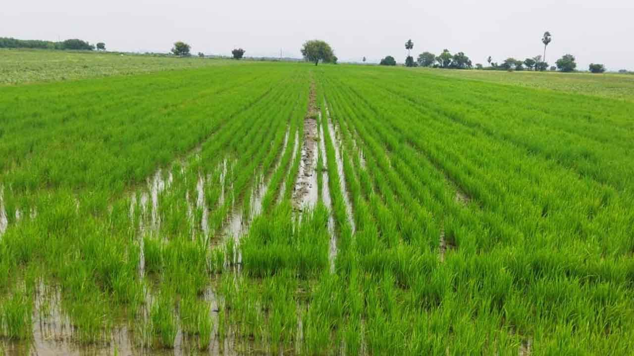 సిరులు కురిపిస్తున్న తెలంగాణ భూములు