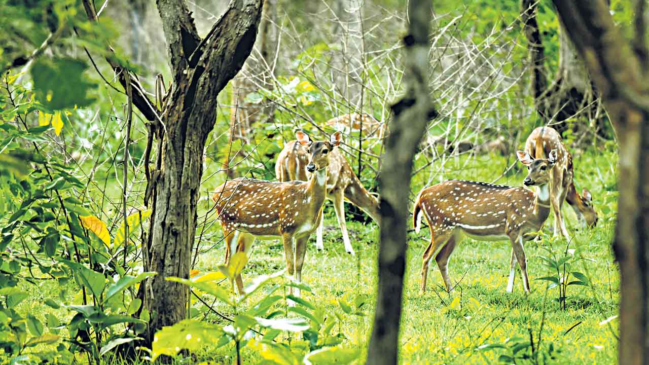 నల్లమల అదరహో..