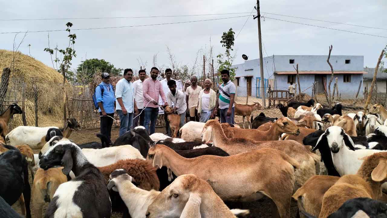 కొనసాగుతున్న పశువైద్య శిబిరాలు