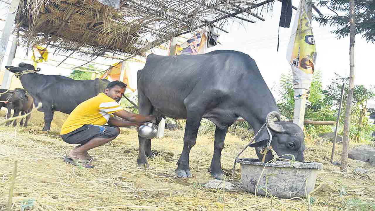 ముగ్గురన్నదమ్ముల ‘పాడి’బాట వెంకటేశ్‌ కల నెరవేరింది..