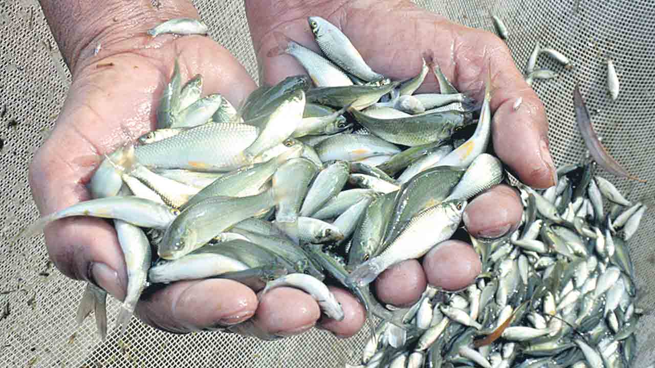 ఉచిత చేప పిల్లల పంపిణీ లక్ష్యం ఖరారు