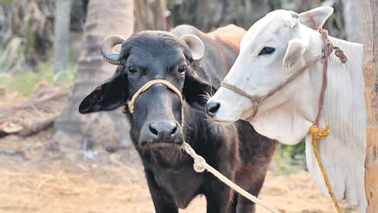 మూగజీవాలకూ బ్లడ్‌ బ్యాంక్‌