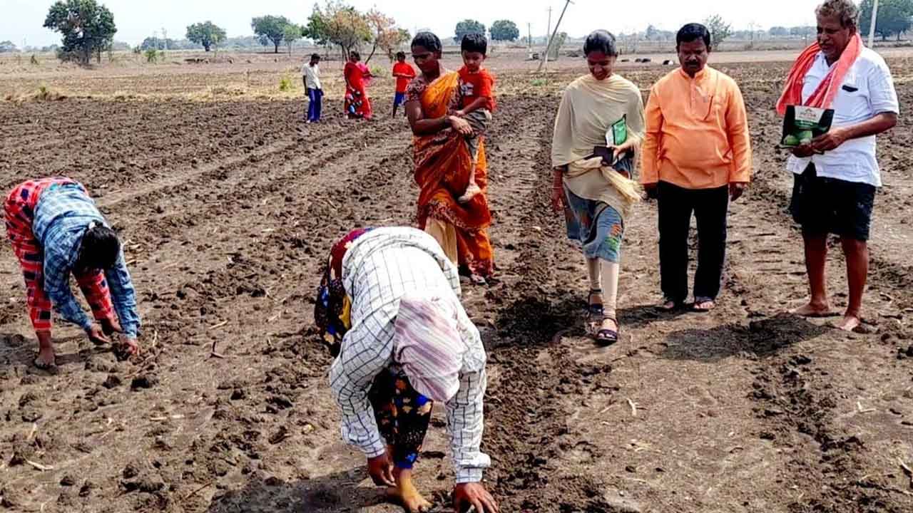 పత్తి పంటలో కొత్త తరహా సాగు