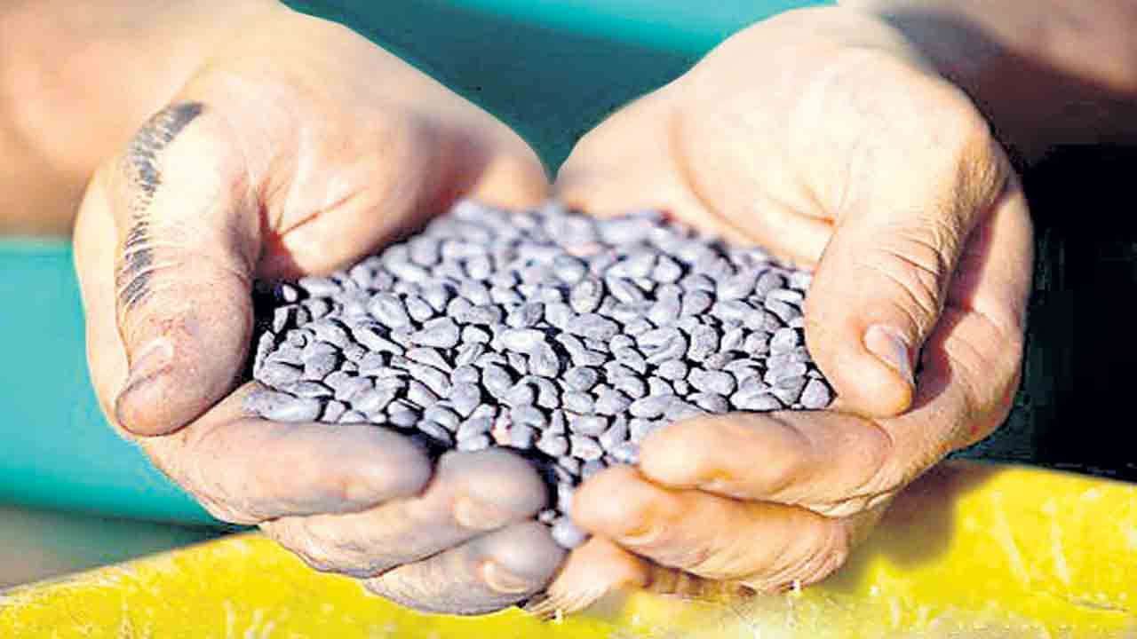 విత్తనం సిద్ధం