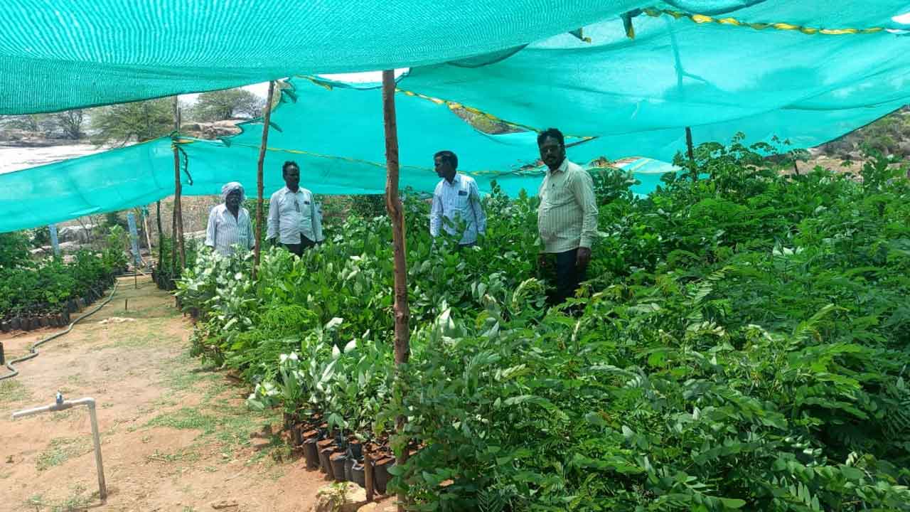 పచ్చదనం.. పరిఢవిల్లేలా..