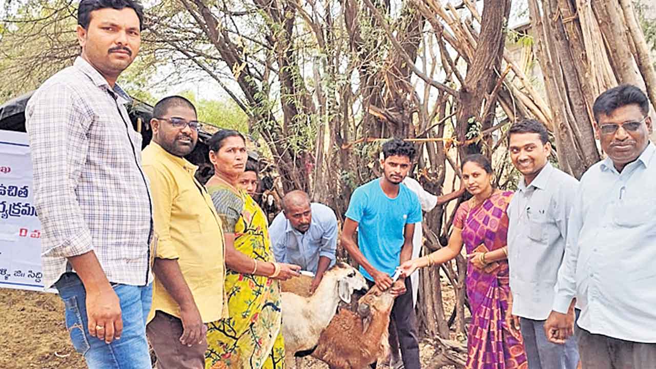 జీవాలకు నట్టల నివారణ మందు వేయించాలి