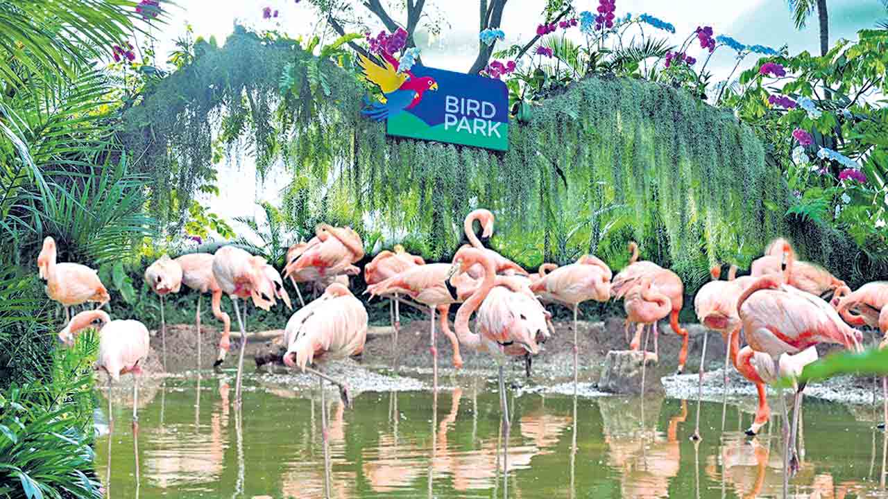 పచ్చని చిలుకలు.. పాడే కోయిలలు