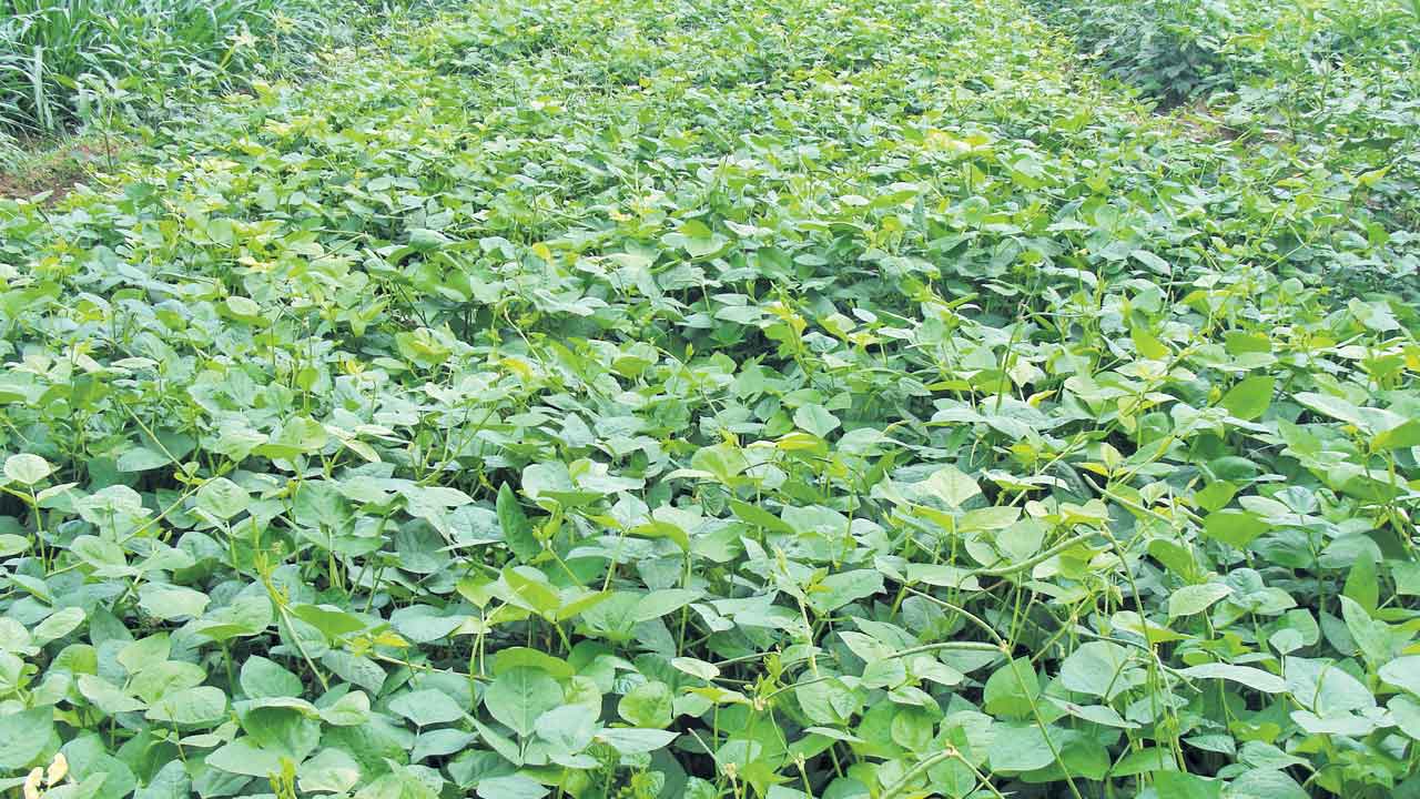 సోయా.. సోనా..