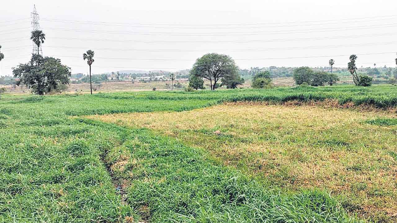 130 ఎకరాల్లో భారీ లేఅవుట్‌