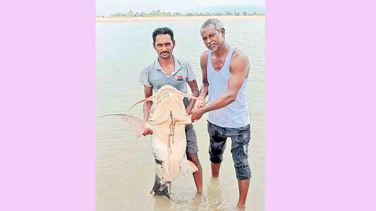 ములుగు జిల్లా మంగపేట సమీప గోదావరి నదిలో భారీ చేప