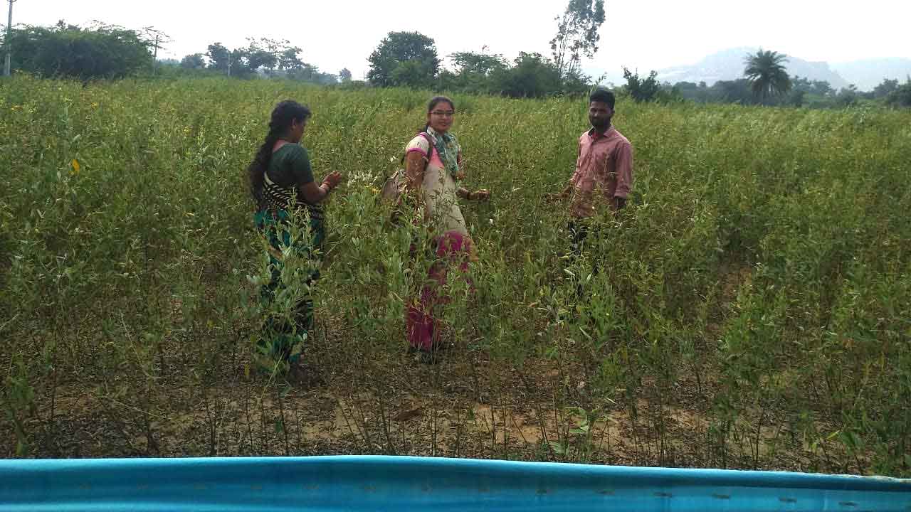 కంది సాగుతో భూమికి సారం..