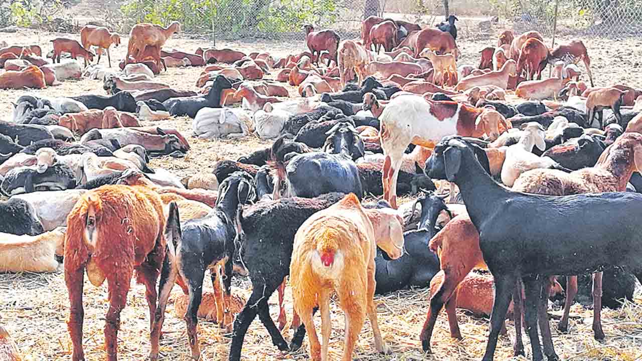 గొర్రెల పంపిణీకి ప్రత్యేక సాఫ్ట్‌వేర్‌