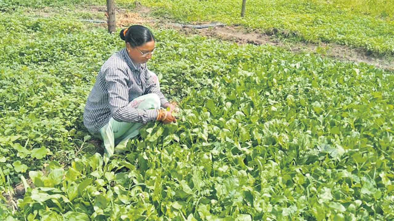 ఆకుకూరలు.. లాభాల సాగు