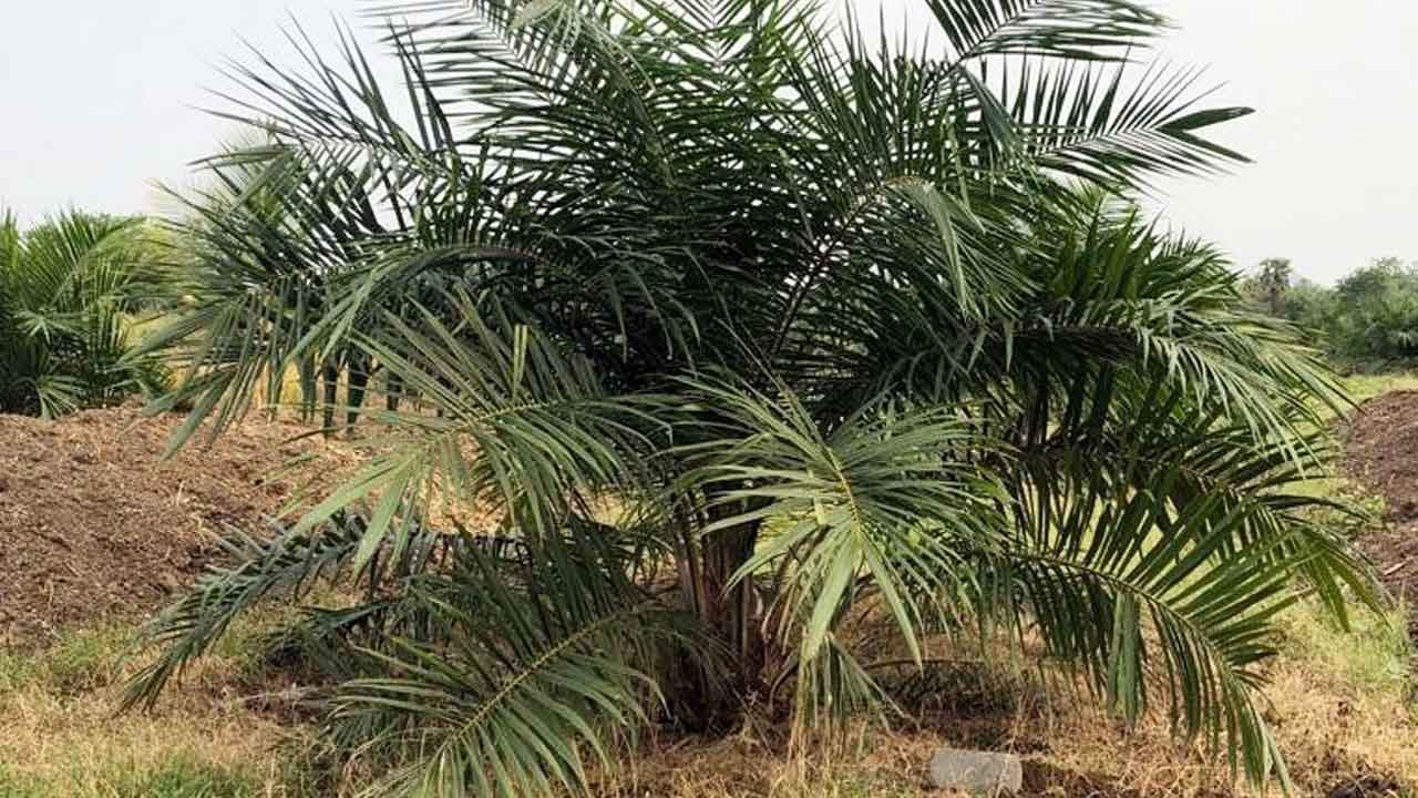 ఆయిల్పామ్.. ఆదాయం ఫుల్