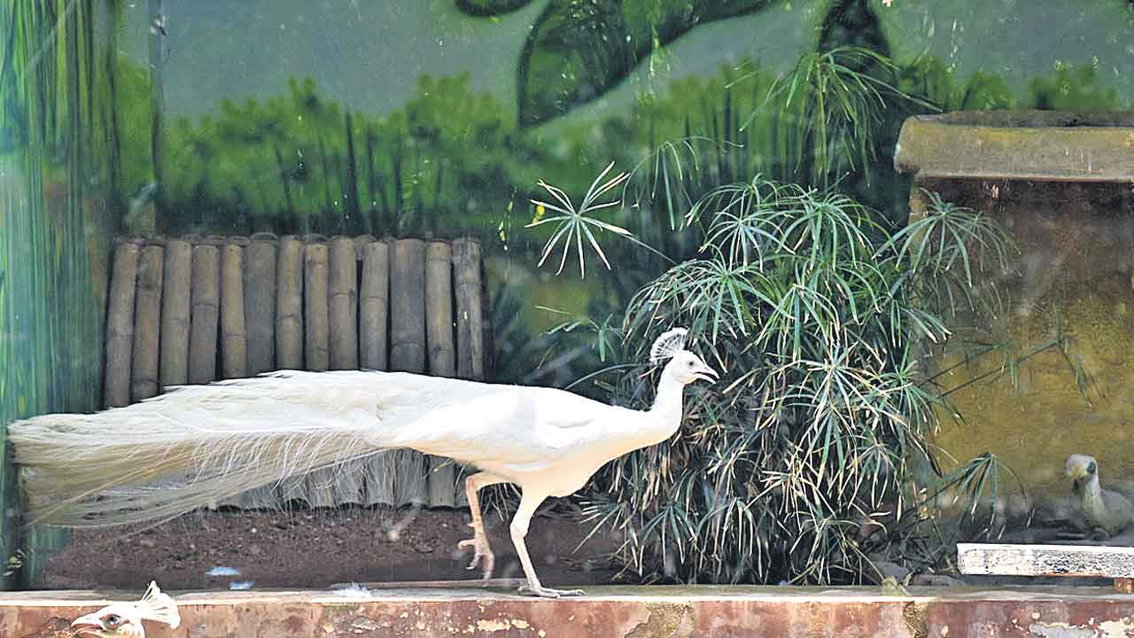 శ్వేత మయూరం.. నడక వయ్యారం..