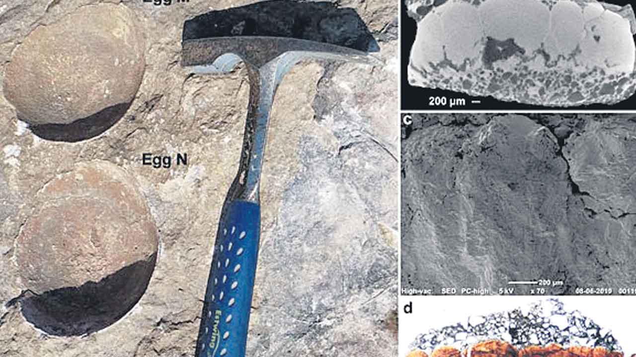 డైనోసార్‌ గుడ్డులో గుడ్డు