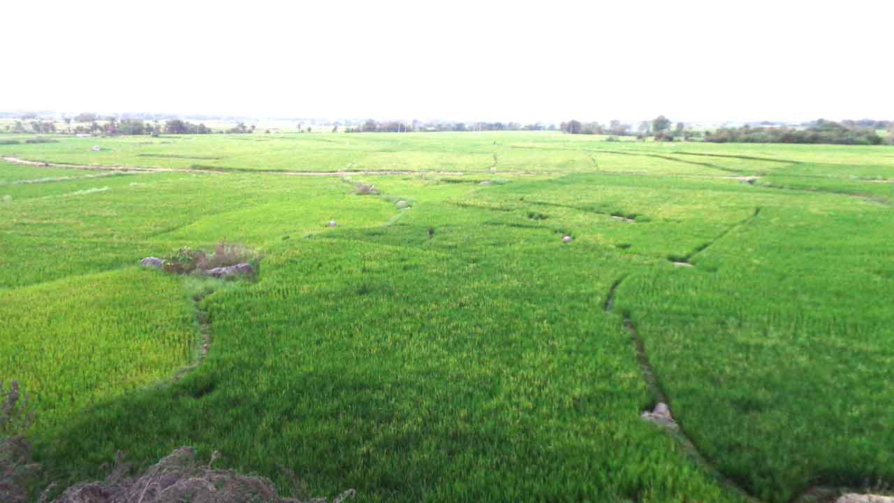 నెరవేరిన సాగునీటి స్వప్నం