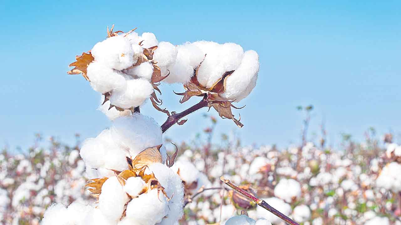 పత్తిలో నూతన వంగడాలు