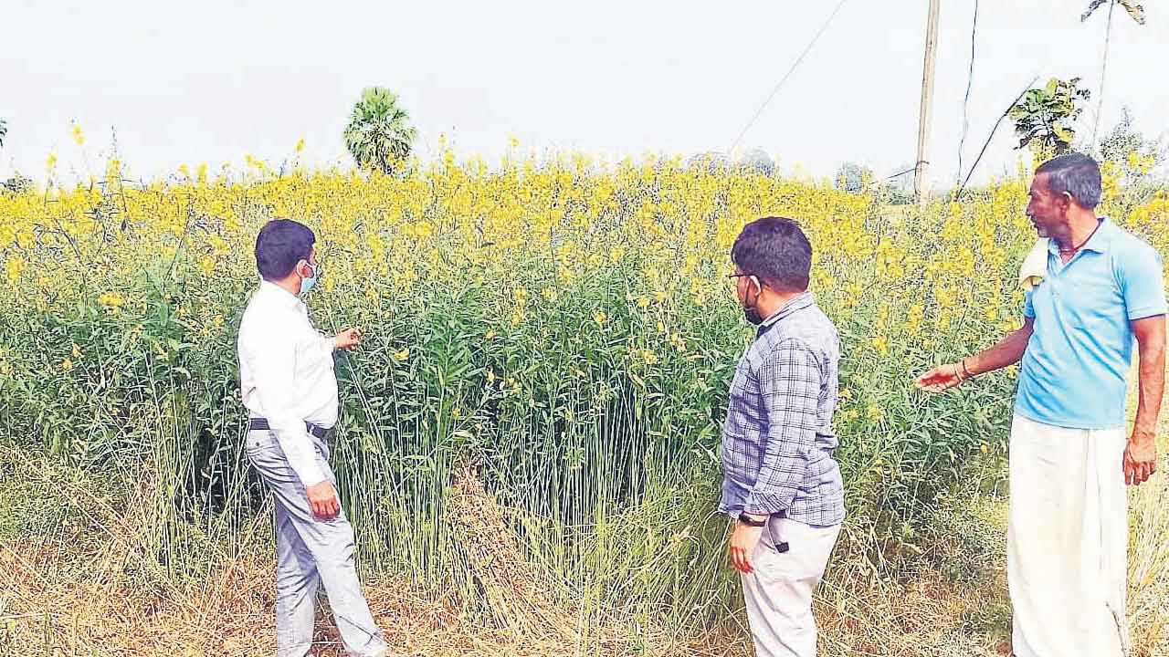 పచ్చిరొట్ట.. నేలకు ప్రాణం