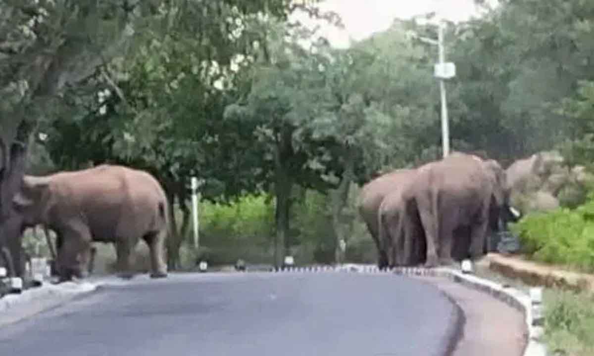 తిరుమల మొదటిఘాట్ రోడ్డులో ఏనుగుల గుంపు సంచారం
