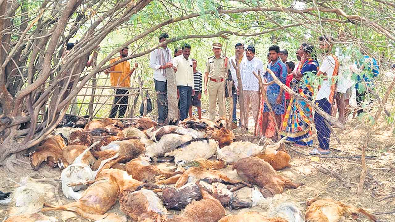 హైనాల దాడిలో 80 గొర్రెల మృత్యువాత