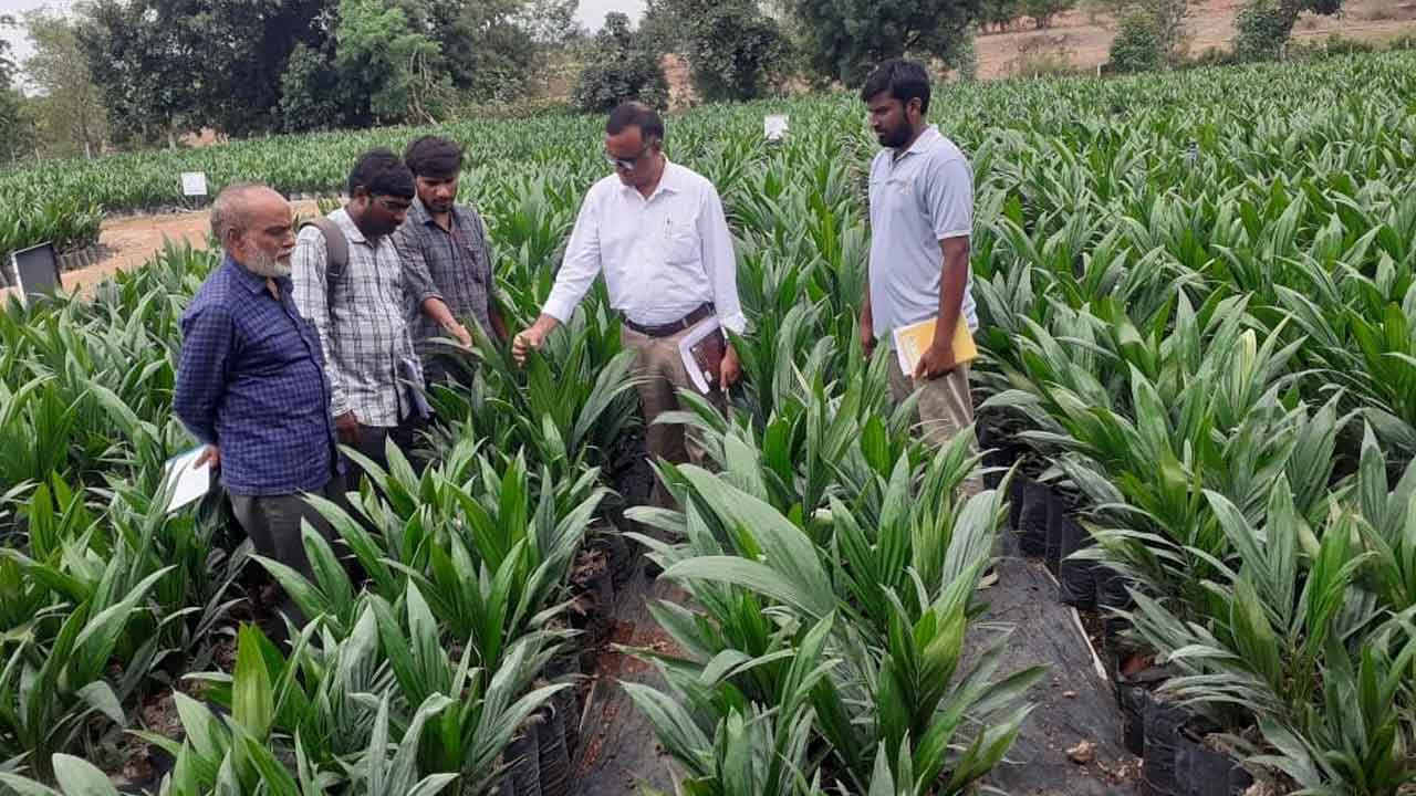 ఆయిల్‌పాం సాగుతో అధిక ఆదాయం