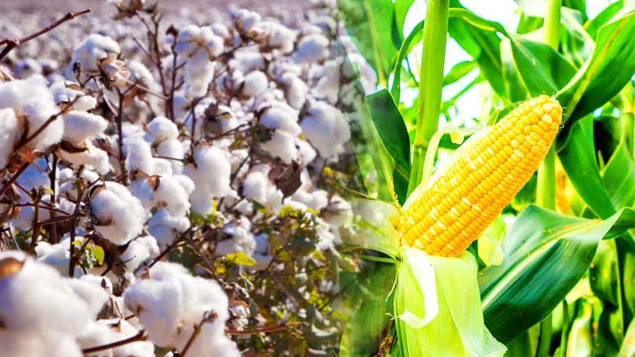 వరిని తగ్గించి ఇతర పంటలు పెంచి..