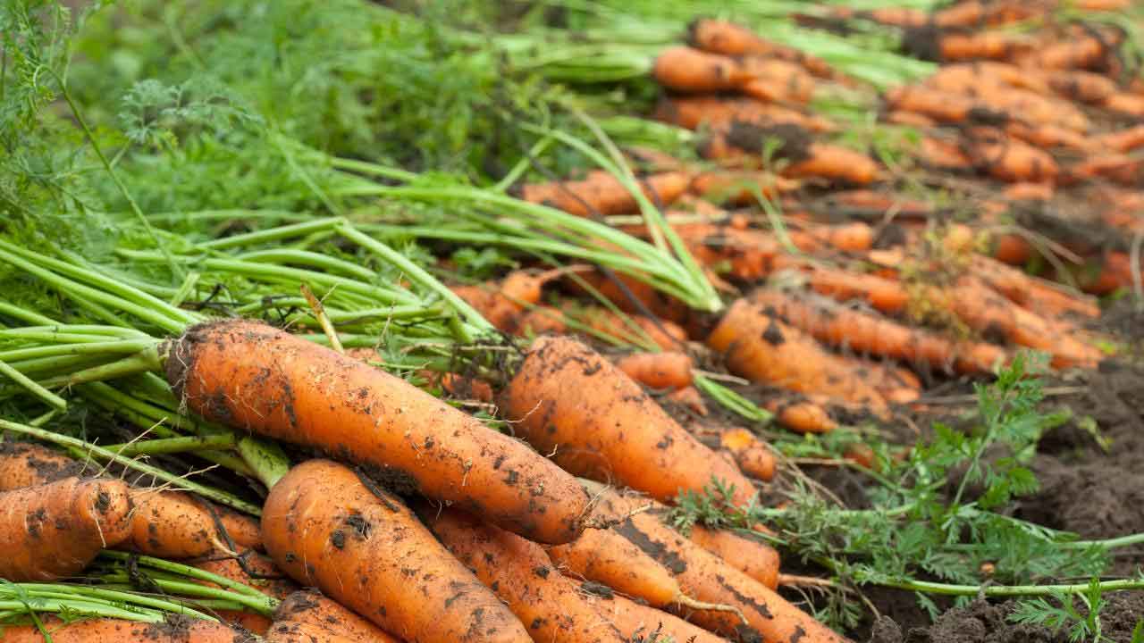 క్యారెట్లతో కలుషితాలు ఖతం