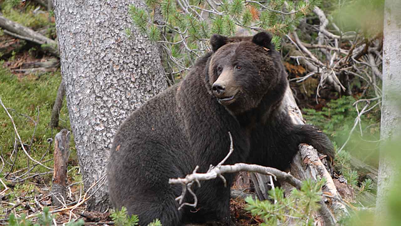 ఏపీలో ఎలుగుబంటి బీభత్సం.. ఆరుగురి పరిస్థితి విషమం