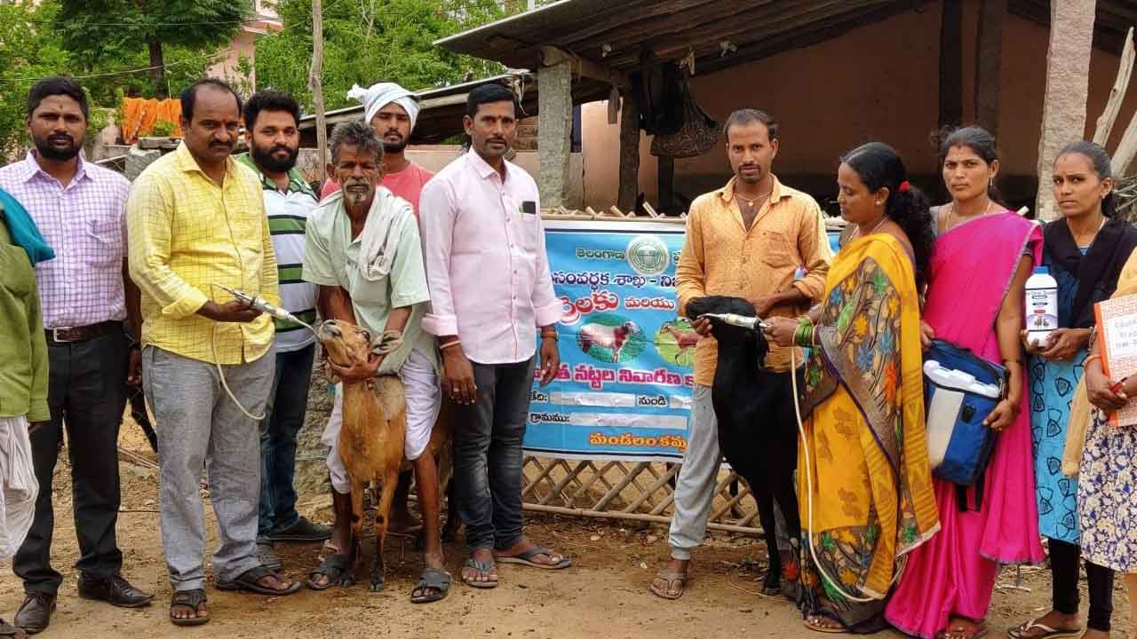 జీవాలకు నట్టలనివారణ మందు పంపిణీ