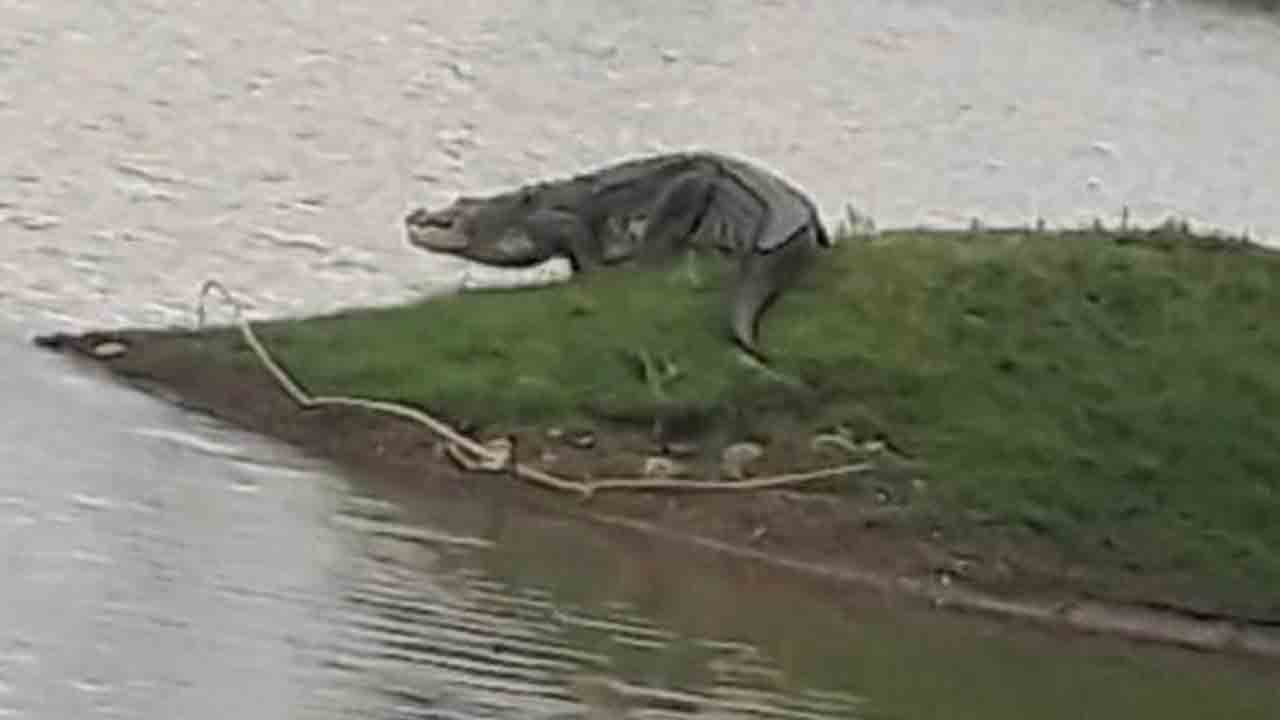 కొత్తదాంరాజ్‌పల్లి పెద్ద చెరువులో మొసలి