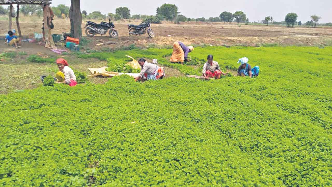 పుదీనా సాగు..లాభాలు బాగు