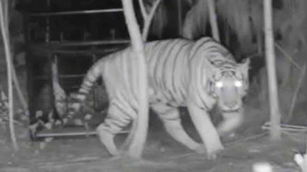 పులి కోసం ఇతర రాష్ట్రాల నుంచి షూటర్లు