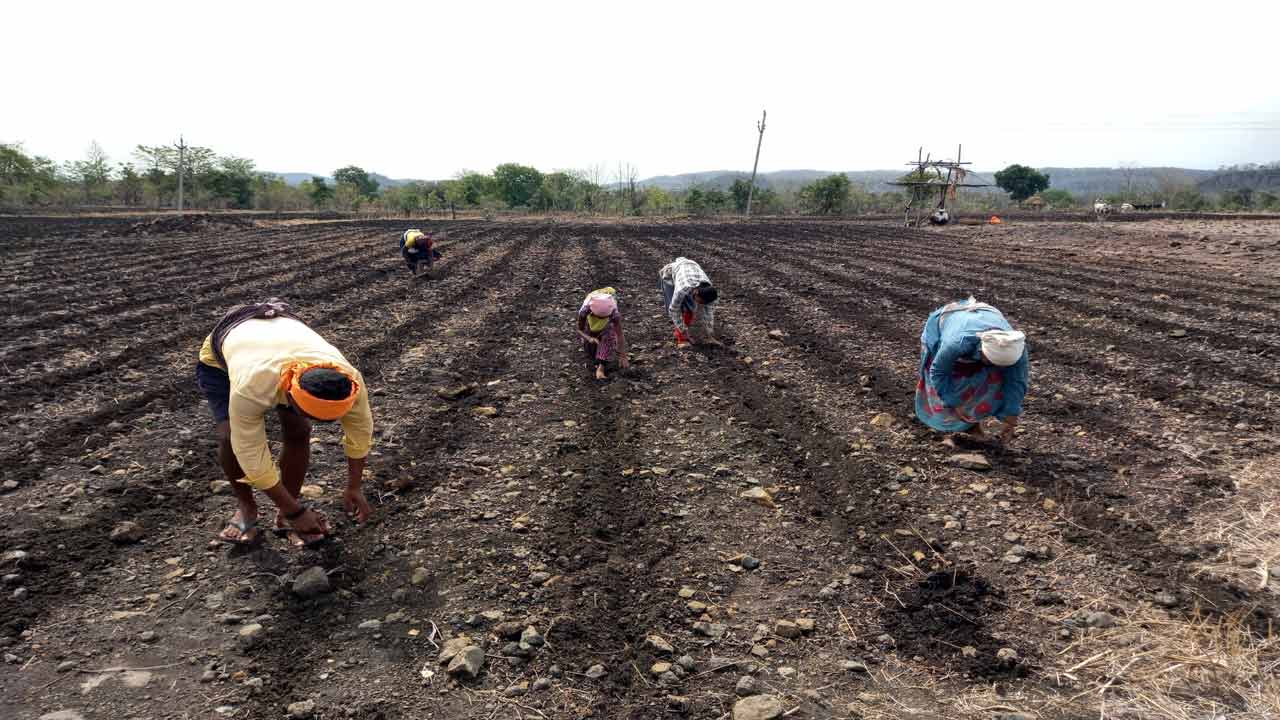 పత్తి వైపు… రైతు మొగ్గు