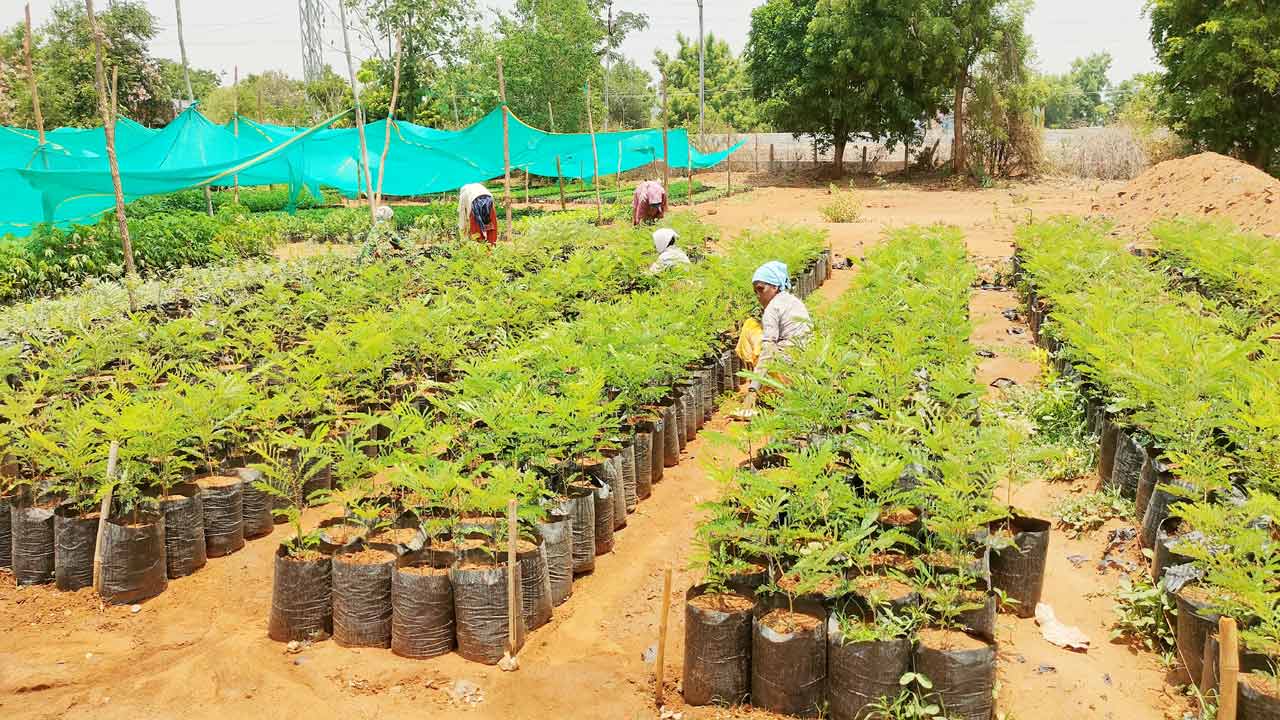 హరిత సన్నద్ధం