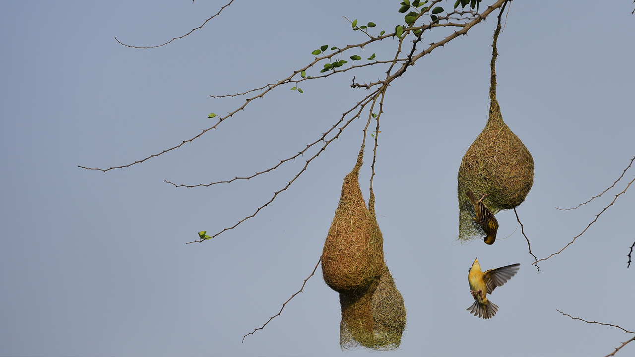 తెలంగాణ ప్రగతి ధ్యాసలో..