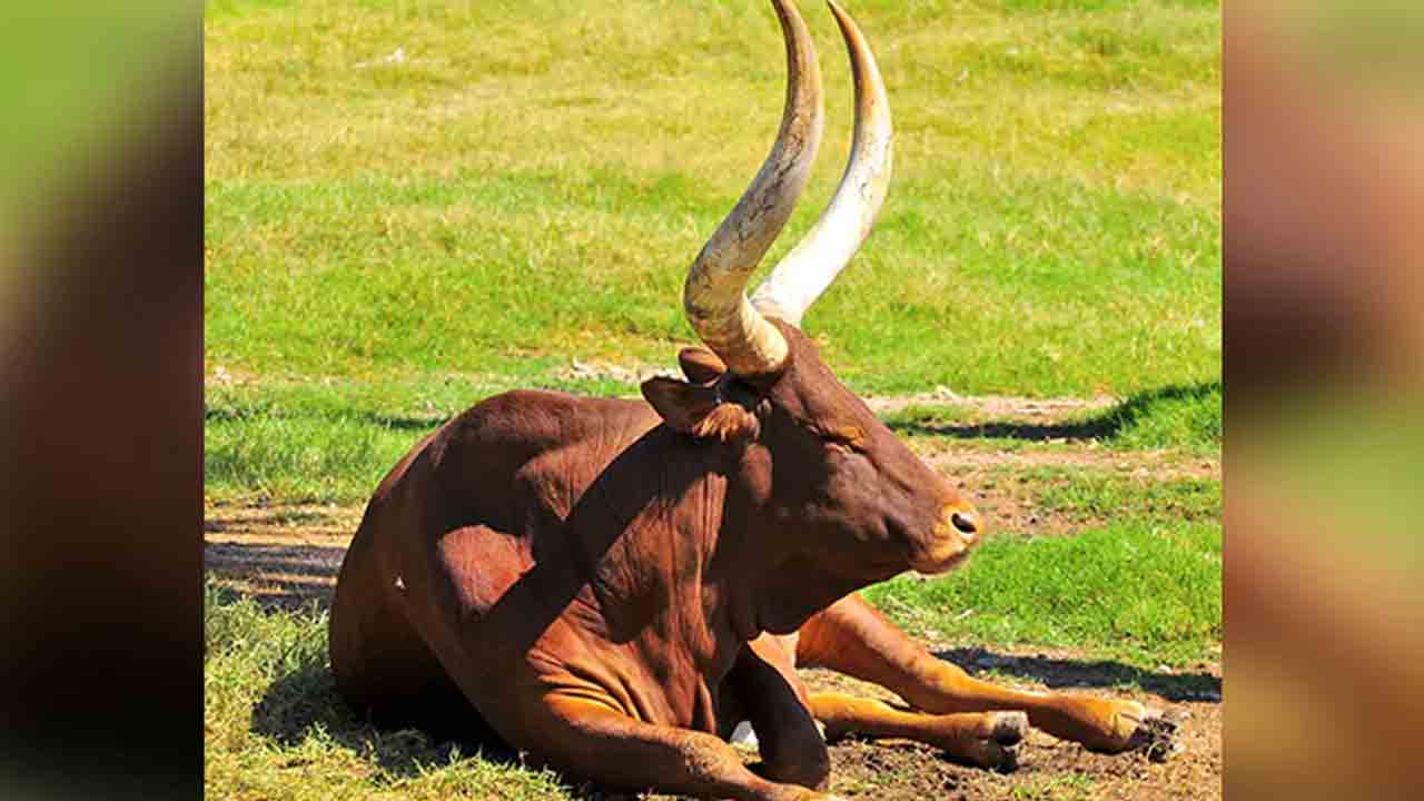 Bull Arrest | వింత అరెస్టు.. పిల్లాడిపై దాడి చేసినందుకు ఎద్దును అరెస్టు చేసిన పోలీసులు!