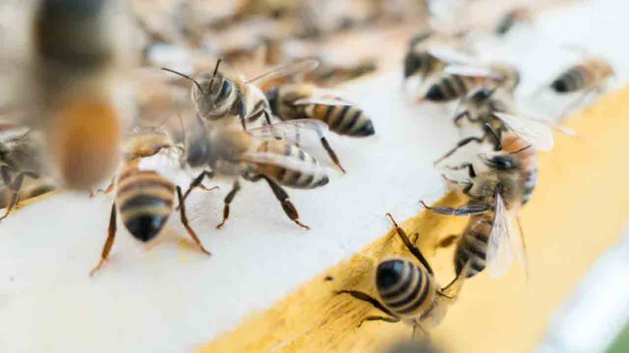 Bumble Bee | పురుగులను చేపల కేటగిరీలో కలిపేసిన కోర్టు.. కారణం ఏంటంటే?