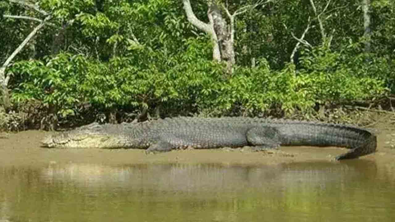 Crocodile | చేపలు పట్టేందుకు వెళ్లిన వ్యక్తి.. సడెన్‌గా కాలు పట్టేసిన మొసలి