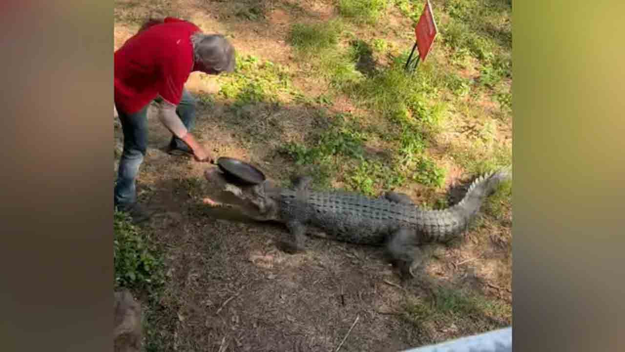 Crocodile | మొసలిని వంట గిన్నెతో తరిమేసిన తాత.. ఎక్కడో తెలుసా?