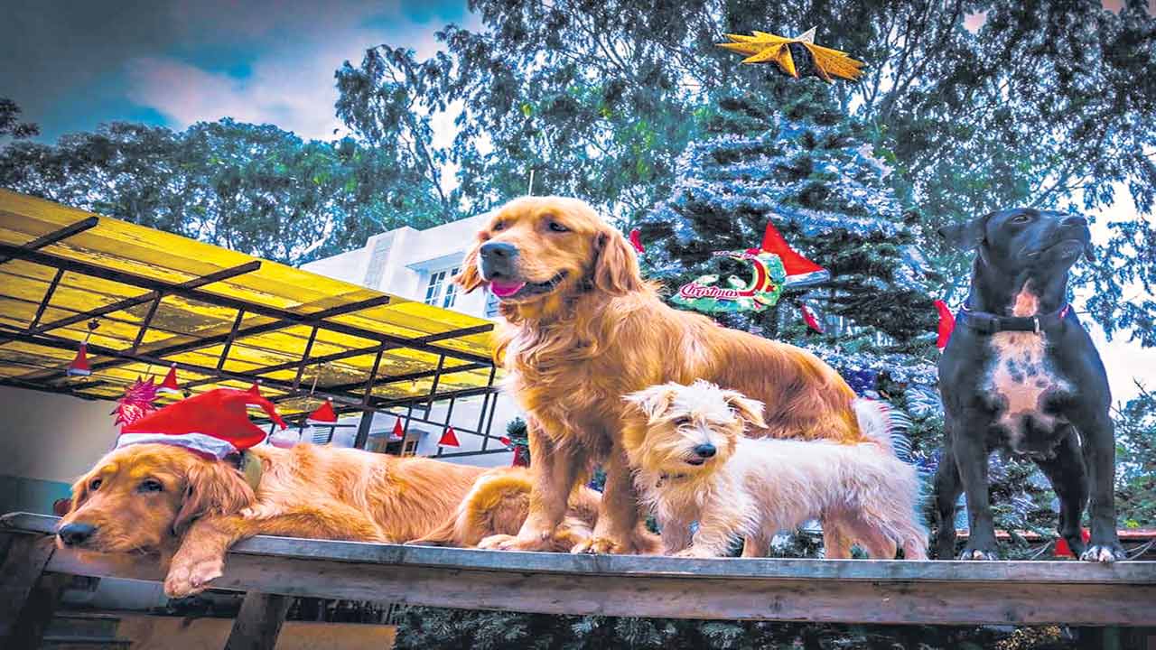 భౌభౌ..కేర్‌ సెంటర్‌!