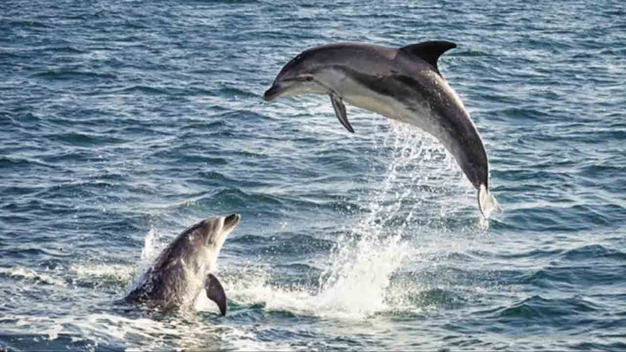 Clean Ganga Mission | గంగానది స్వచ్ఛతపై ఆ రెండు చేపలతో అధ్యయనం.. !